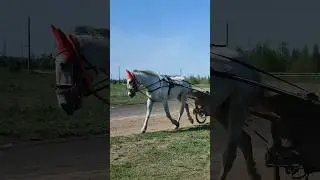 ❤️ #коноблог #рысак #лошади  #орловский #бега #equestrian