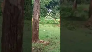 deer in betla forest #betlanationalpark #animals #betlanationalpark #housemusic