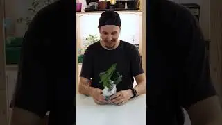 Посылка Аронник Итальянский