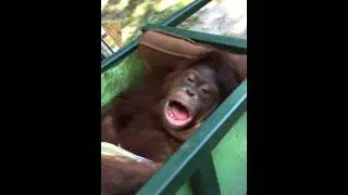Orangutan Hockey is Not Special Needs- just SPECIAL