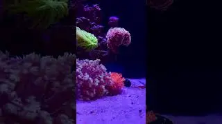 The best nano reef? #waterboxaquariums #reeftank #reef #aquarium #nano #coral #nemo #fish #fishtank