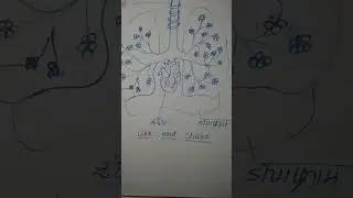 मानव श्वसन तंत्र 