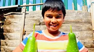 Gardening on the tub||#gardeningfun #gardeningtips