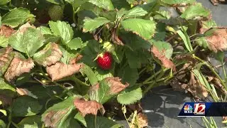 'At the Mercy of the Weather': Intense weather cuts berry picking season short for Piedmont farm