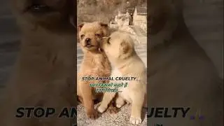 STOP ANIMAL CRUELTY 🙏😭 plz Subscribe my Channel#rescuedog #streetdog#yt #barshafashionandlifestyle