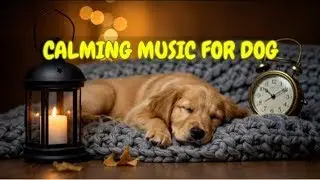 Separation Anxiety Music for Nighttime Dogs 🐾🎶 | 12 HOURS of Soothing Melodies for Sleep