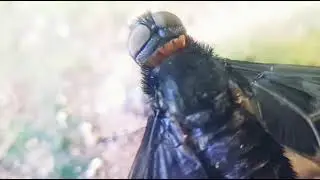 слепень,  Tabanus
