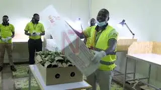 Horticultural dealers plead for the opening of Entebbe Airpot