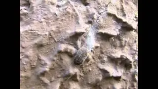 Euthrix potatoria (Grasglucke  / Trinkerin) spinnt sich ein