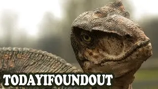 The Truth About Velociraptors