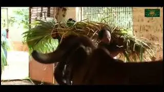 Manufacturing of Desi Cow Ghee #desicow #baramati #desi #ghee #milk #how #pure #farm #geer #nature