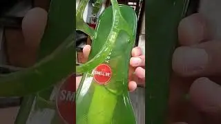 Katy Perry Smelly Shoes #shorts #viral #trending #food #cute #grammys grammy
