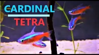 Cardinal Tetra Fish Care & Tank Set up Guide