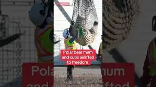 Polar bear mum and cubs airlifted to freedom #themirror #news