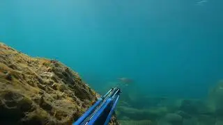 Sarago / Sargo 🐟🐟🐟 #pescainapnea #pesca #fishing #spearfishing #pescasubmarina #gopro #sarago #sargo