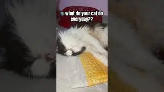 My cat most of theday 😴😂#enter2amvlogs#petshorts#cutecat#sleep#sleepmusic#pets#petlover#funny#pet