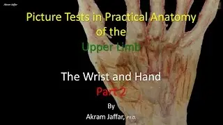 Picture Test in upper limb Anatomy Wrist and Hand 2