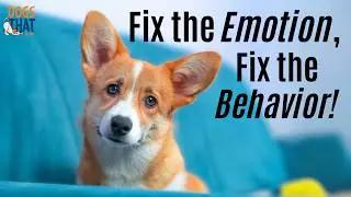 Is Your Dog Upset? The Key Question To Solve Training Challenges (Resource Guarding Example)