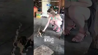 Bule Cantik Ngasih Makan Kucing Kampung Indonesia