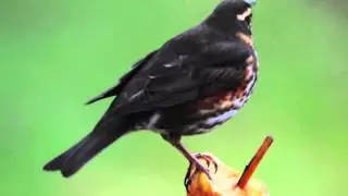The Redwing