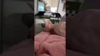 SOUND ON 🔊 for the Cutest Sphynx Cat Purrs
