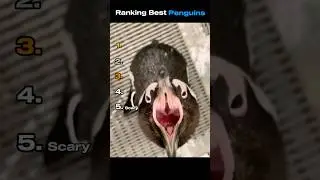 Ranking Best Penguins #funnyanimals #ranking #penguin