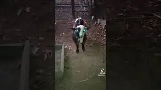 Кзлюк под музыку Triple Death