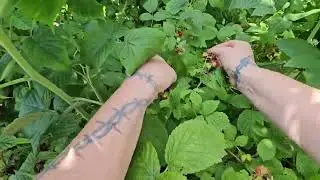 Raspberry picking with a surprise find at the bottom of the patch!