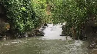 Morning Stream Ambience 🌅 Soft Water Flow & Birds