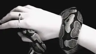 Stefan B. - Pacate (Official Video)