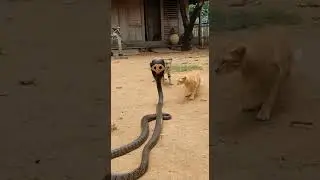 The Cobra Picked the Wrong Place #cat #cobra #wildlife #shorts