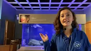 Volunteer Naturalist Training: Gulf of Maine Exhibit Hall