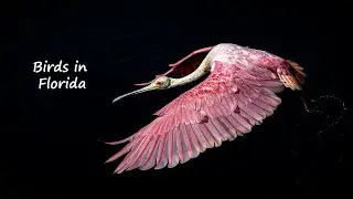 Bird photography from around South Florida including herons, spoonbills, hawks and others