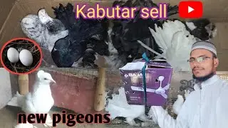 2/1/2026 ♥️Fancy Kabutar videos 📷😊 pigeons video Lotan kabutar 