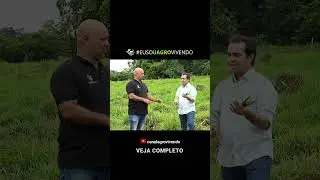 O que &eacute; mais nutritivo para o gado? #gado #pecuarista #agro #fazenda #pecuaria