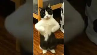 Solo Cat dance .. #cute #funny #cat #dance