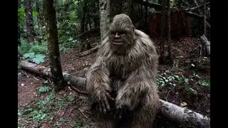 The hunt for the CT valley river ape