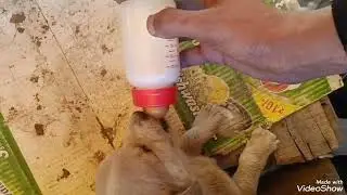 Compassion for the Voiceless | UNIREL Animal Welfare