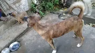 Tiny pup/Brown/White Stray pups drinking raw eggs/eating cakes/cookies/flat bread/little pup pooping