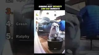 Ranking Best Security Cam Dog Moments