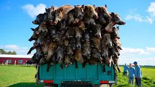 Why Don't Americans Eat Wild Boars? There Are Millions of Them!