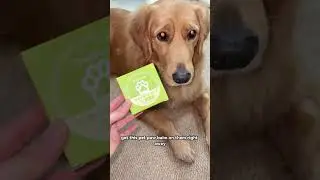 How I keep my dog paw super shiny and healthy🐾✨#pawsono #pawbalm #wellbehavedpets