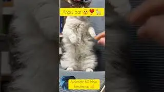 #cat#angry#kitty#funny#قطط