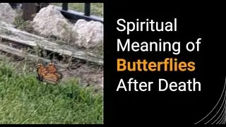 Spiritual Meaning of Butterflies After Death