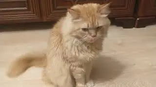 Рыжок чижок пыжок