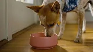 Pure Life&reg; Purified Bottled Water | Furry Family Moments | Refreshing Every Moment Together