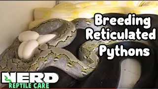 BREEDING RETICULATED PYTHONS + GIANT SNAKES