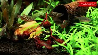 Zwergblaubarsch Dario dario, Scarlet badis & Rasbora galaxy, Perlhuhnb&auml;rbling aquarium / aquascaping