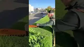 Man Shaping a Hedge with an Electric Trimmer