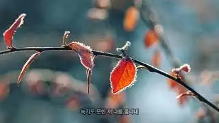 서리꽃